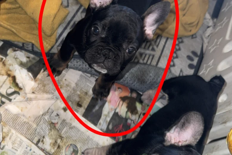 French Bulldog