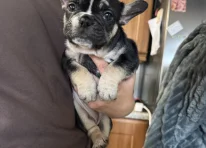 Puppy 4