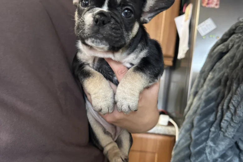 French Bulldog