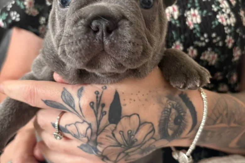 French Bulldog