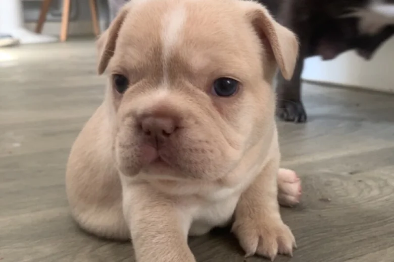 French Bulldog