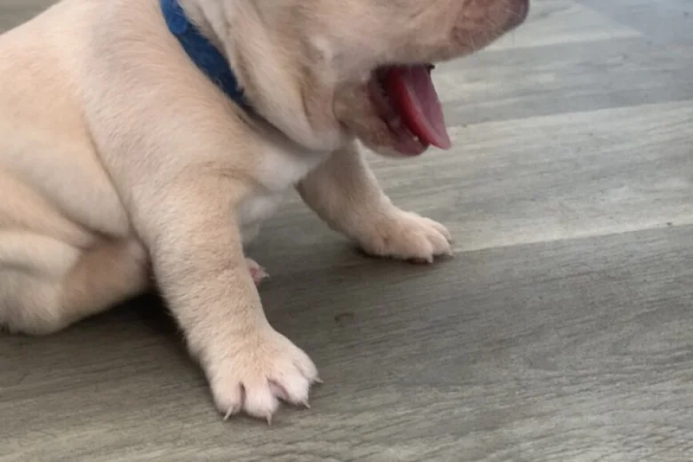 French Bulldog