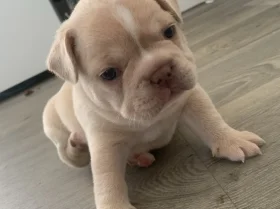 French Bulldog