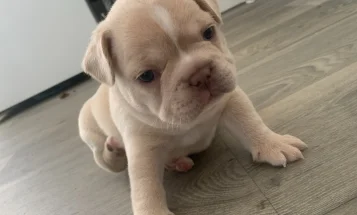 French Bulldog