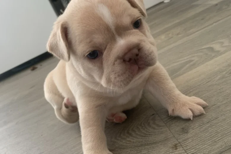 French Bulldog