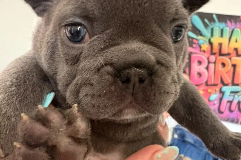 French Bulldog