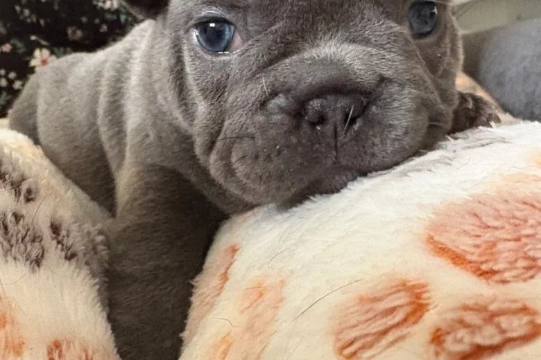 French Bulldog