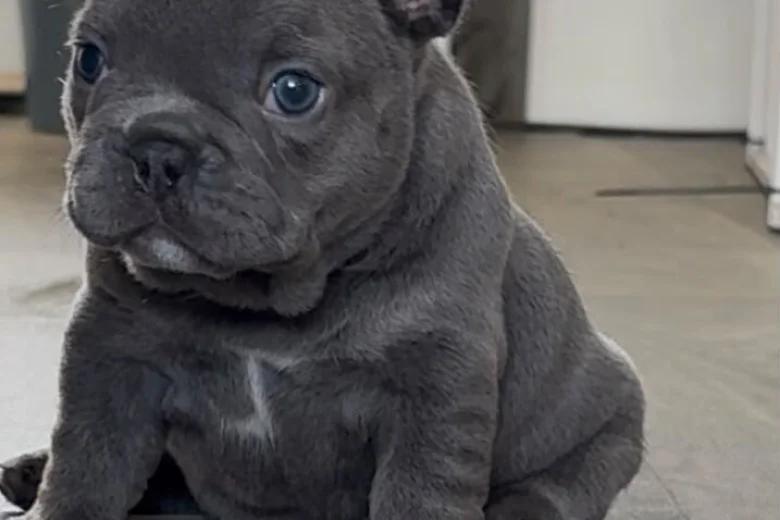 French Bulldog