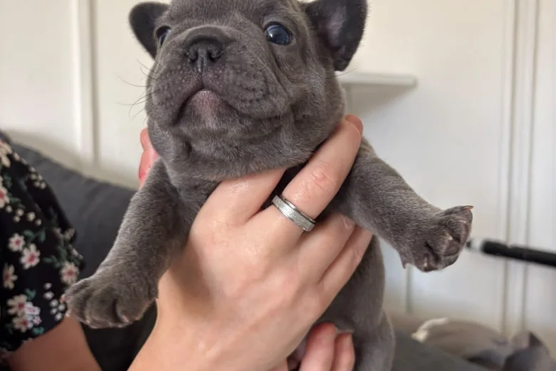 French Bulldog