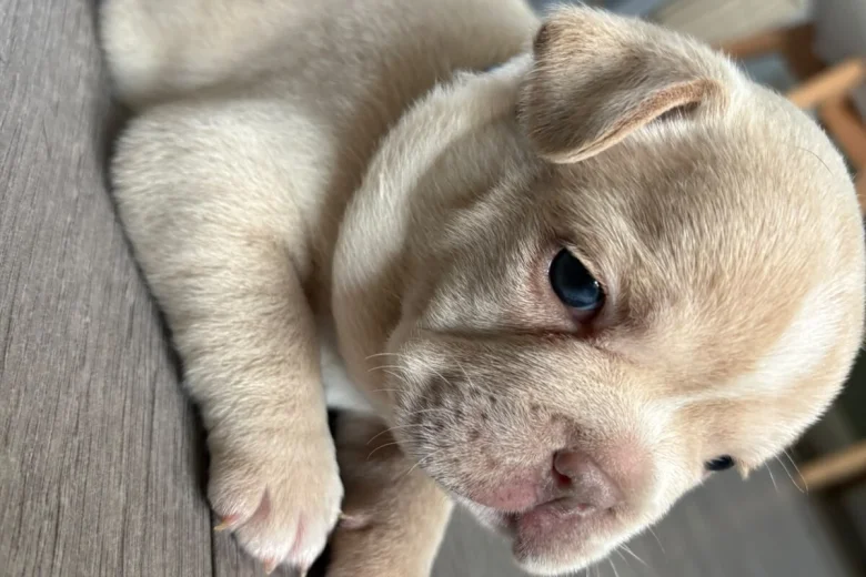 French Bulldog