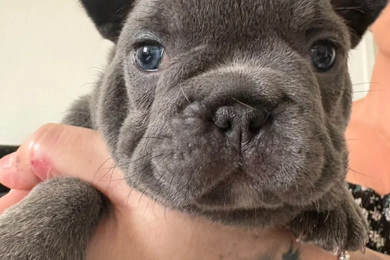 French Bulldog