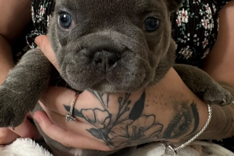 French Bulldog