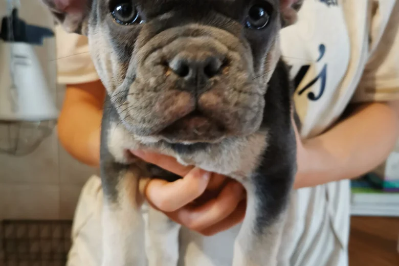 French Bulldog