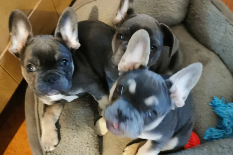 French Bulldog