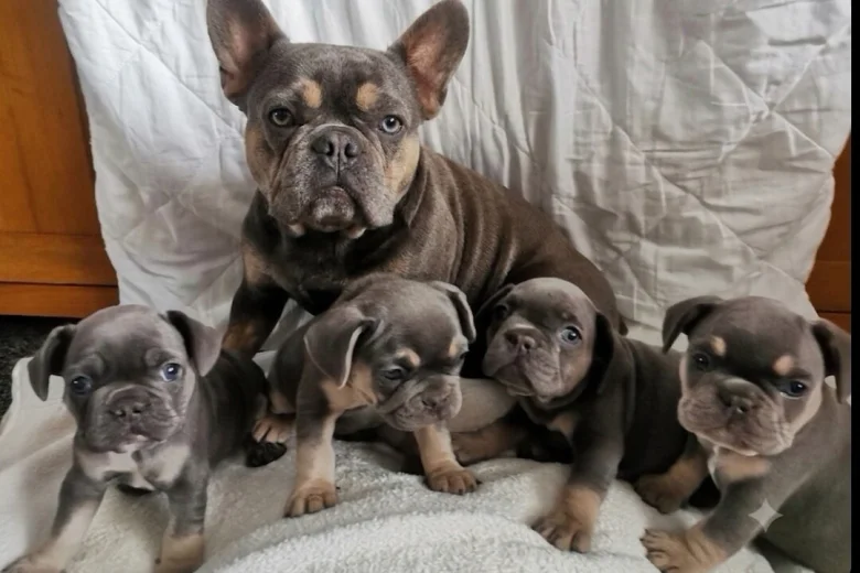 French Bulldog