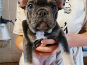 French Bulldog