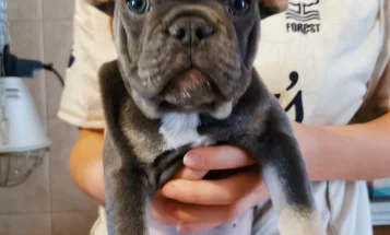 French Bulldog