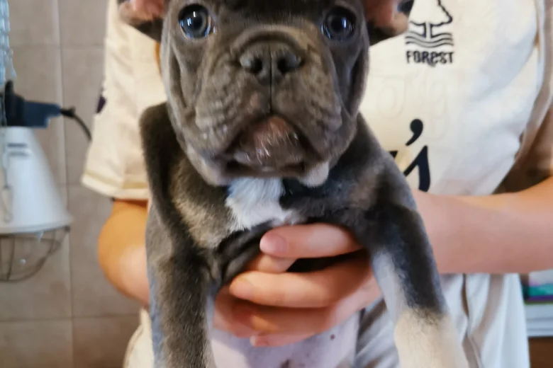 French Bulldog