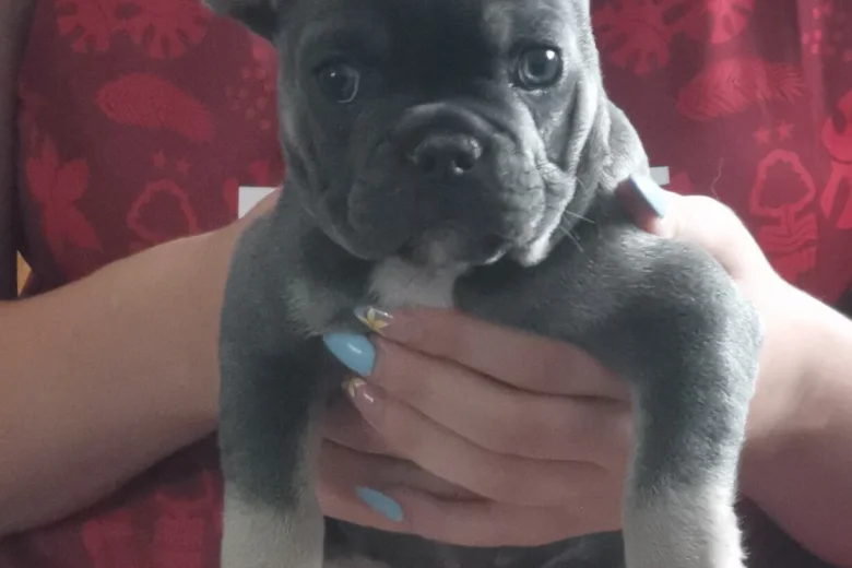 French Bulldog
