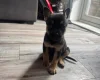 Mixed Breed