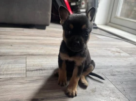 Mixed Breed