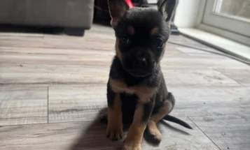 Mixed Breed