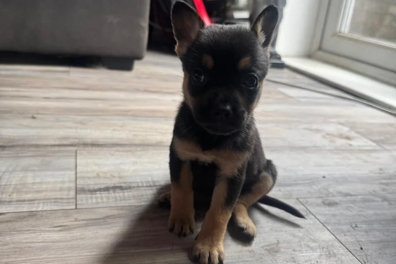 Mixed Breed