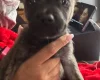 Mixed Breed