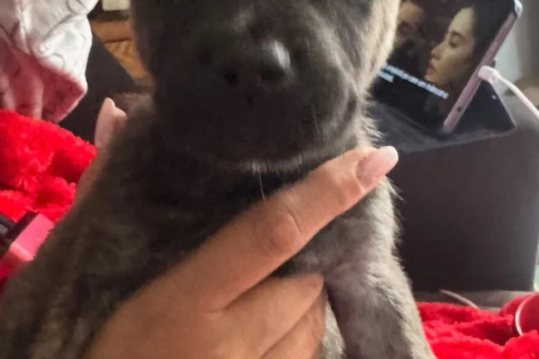 Mixed Breed