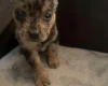 Mixed Breed