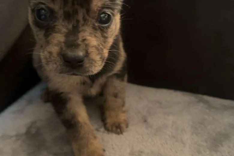 Mixed Breed