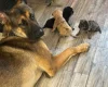 Mixed Breed