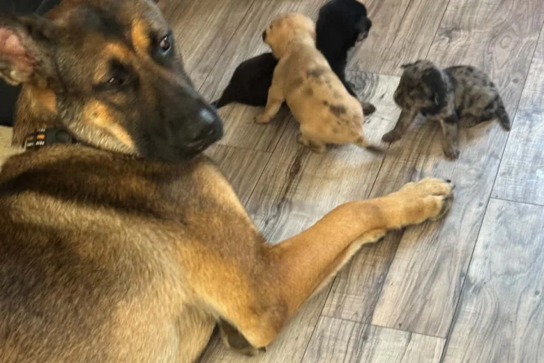 Mixed Breed