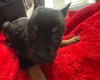 Mixed Breed