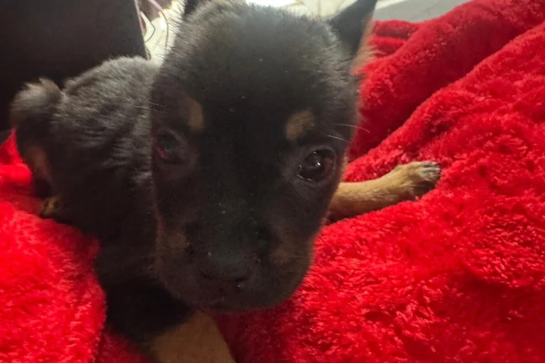 Mixed Breed