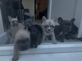 French Bulldog