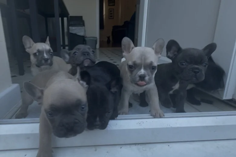 French Bulldog