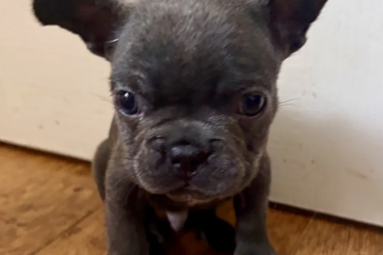 French Bulldog