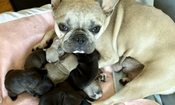 French Bulldog