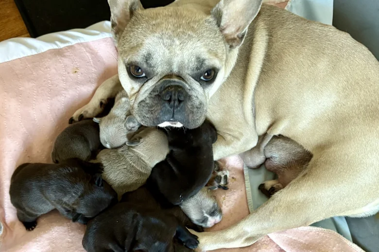 French Bulldog