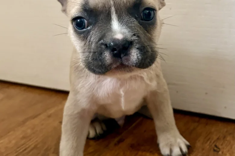French Bulldog
