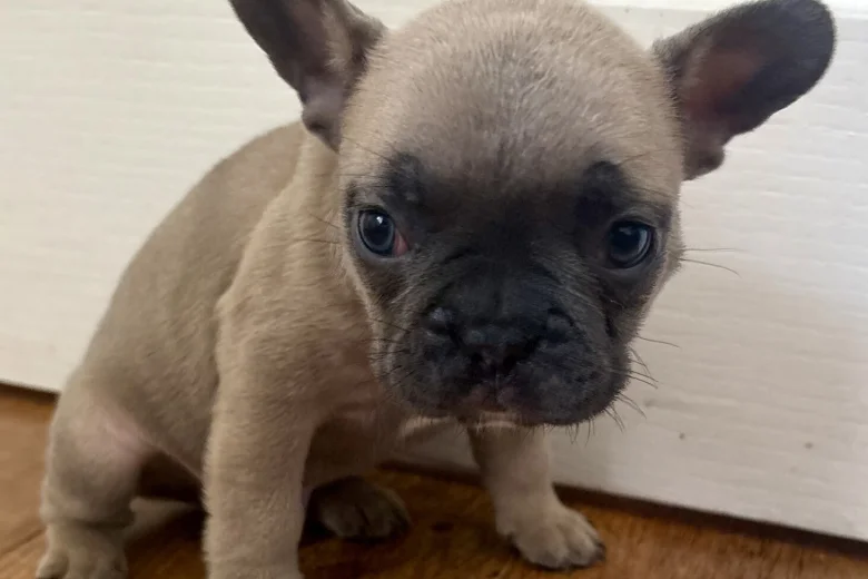 French Bulldog