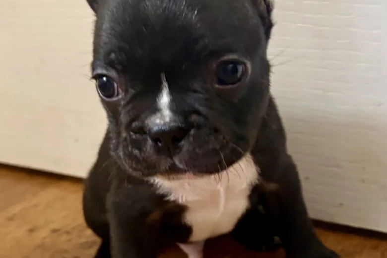 French Bulldog
