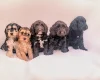 Cockapoo