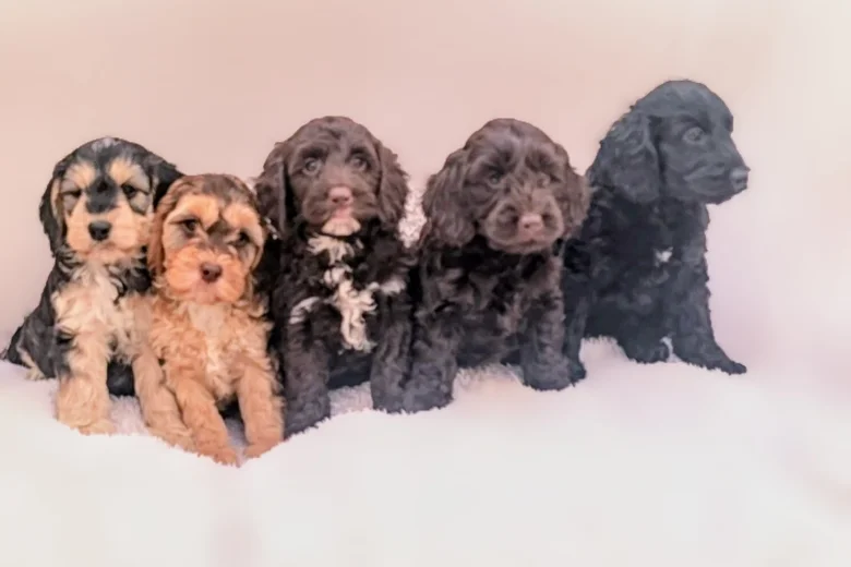 Cockapoo