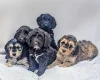 Cockapoo
