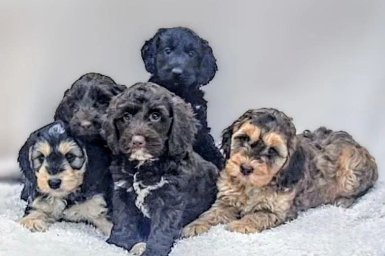 Cockapoo