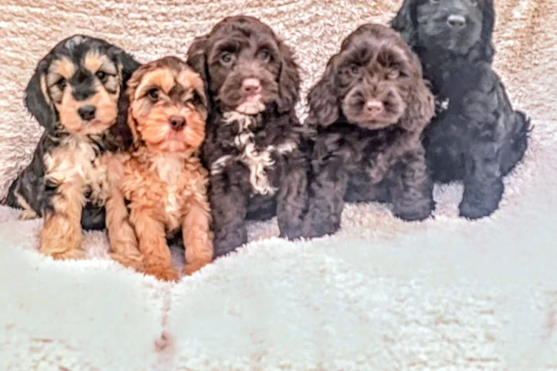 Cockapoo