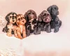 Cockapoo