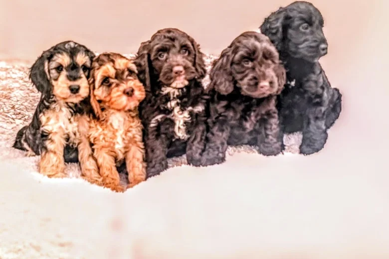 Cockapoo
